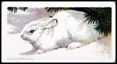 17 Snowshoe Hare